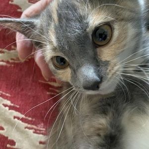 Meet your Posher, Marilyn